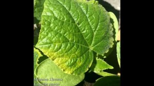 Листья огурцов - что не хватает.