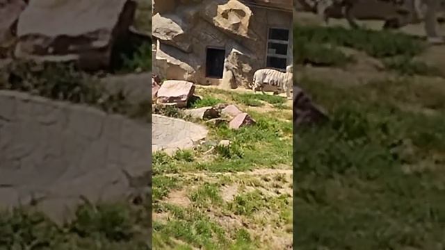 Бенгальский тигр. Зоопарк смотреть онлайн