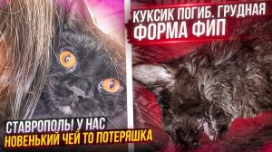 Искала Черри, а забрала другого кота. Куксик задохнулся от грудной формы ФИП. Кормим собак.