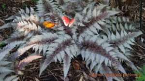 Кочедыжник ниппонский Ред Бьюти (red-byuti) ? обзор: как сажать, саженцы кочедыжника Ред Бьюти