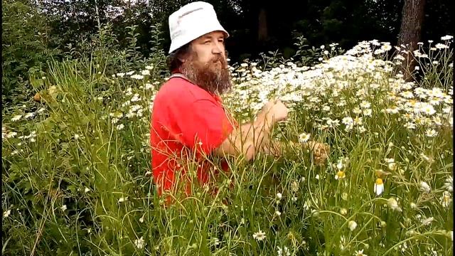 Ромашка аптечная -  как узнать и быстро собрать