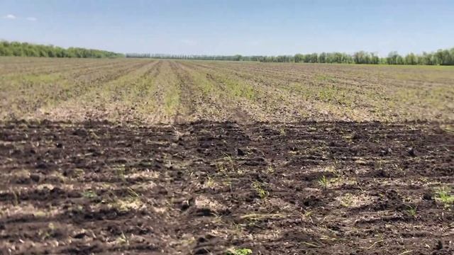 СЕЕМ ПОДСОЛНЕЧНИК ПОД ЭКСПРЕСС смотреть онлайн