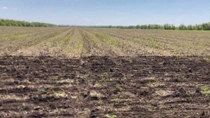 СЕЕМ ПОДСОЛНЕЧНИК ПОД ЭКСПРЕСС