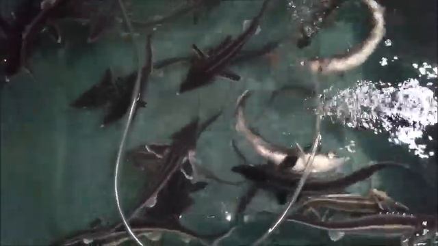 ОХЛАЖДЕНИЕ ВОДЫ В УЗВ смотреть онлайн