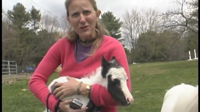 Самые Маленькие ЖИВОТНЫЕ, в существование которых сложно поверить. смотреть онлайн