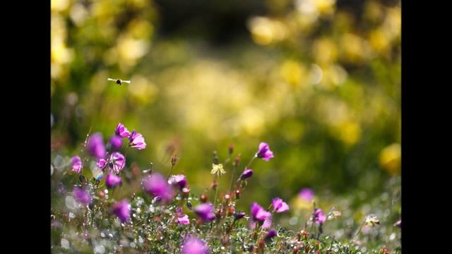 "И незабудочки такие нежные". Музыка и исполнение - Надежда Кудрина, стихи - Галина Пятисотских. смотреть онлайн