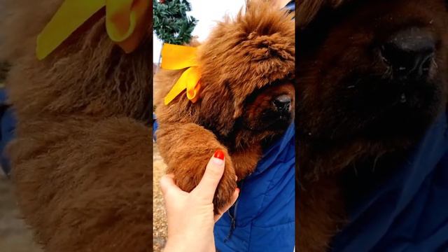 Тибетский мастиф щенки.#tibetanmastiffpuppies #тибетскиймастиф #гигантскиесобаки смотреть онлайн
