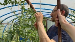 Как получить семена  гибридов F1. Практика. Томаты.