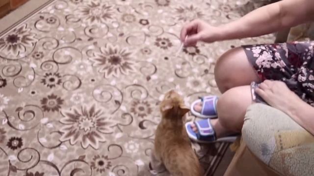 Рыжик, апорт!!! смотреть онлайн