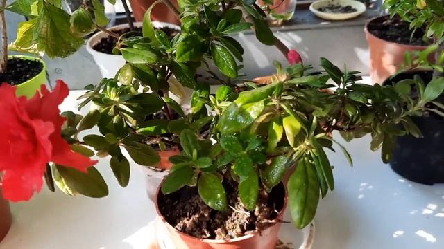 #Красивоцветущие комнатные растения круглый год для дома, квартиры, офиса. Обзор цветущего балкона смотреть онлайн