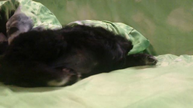 Жизнь спаниеля смотреть онлайн