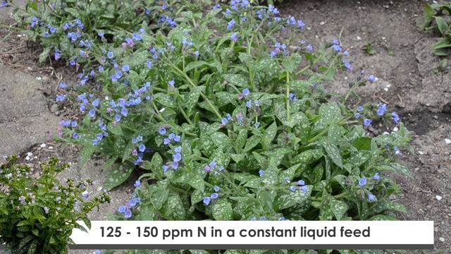 Pulmonaria Production Tips | Walters Gardens смотреть онлайн