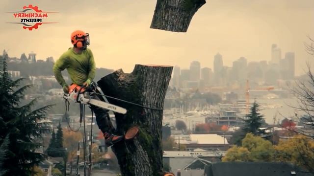 КАК СРУБАЮТ ОГРОМНЫЕ ДЕРЕВЬЯ В США И КАНАДЕ смотреть онлайн