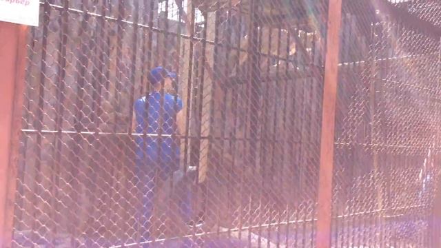 Зоопарк, Екатеринбург, 2017 смотреть онлайн