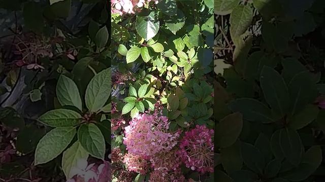 Гортензия Бобо