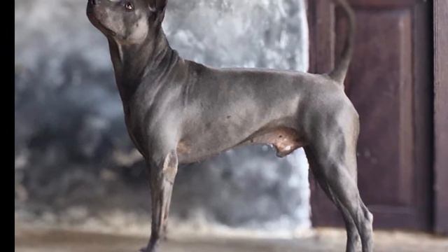 thai ridgeback dog смотреть онлайн
