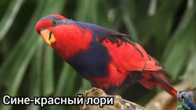 Красные лори (англ. Eos) смотреть онлайн