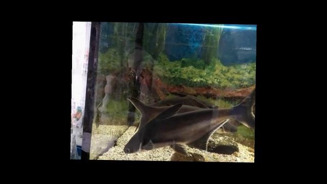 Пангасиус , огромная рыба похожая на акулу .