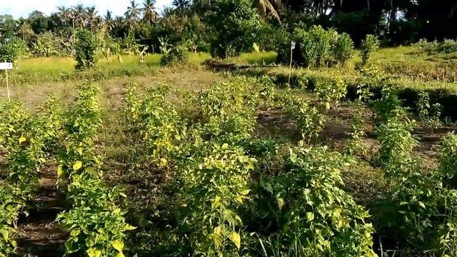 Aloe Bio-Fertilizer Performance on Chili смотреть онлайн