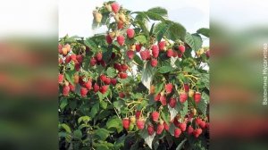 ❀ Малиновое дерево Таруса: обзор, посадка и уход