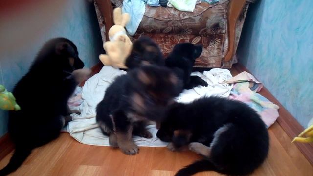 Щенки немецкой овчарки продаются. смотреть онлайн