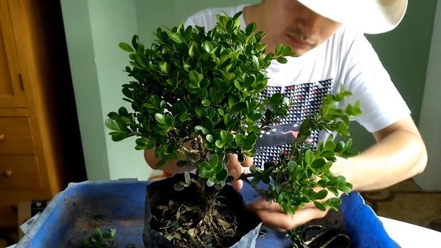 Primer diseño y trasplante de Buxus sempervirens bonsai naturalista parte 1 - Bonsai Ecuador ?? смотреть онлайн