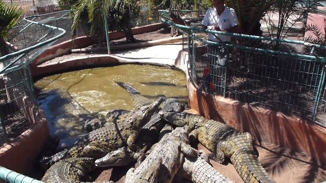 Кормление крокодилов смотреть онлайн