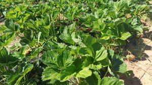 НСД сорт клубники Альбион