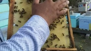 Купил Пчеломаток Как  подсажеваю дорогих маток Карника Пешец | Максим Никутин | Улья ппу Нижегороде