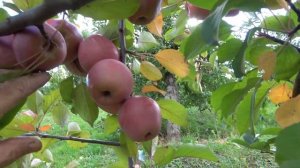 Сорт из 17-го века / Яблоня  ЦЫГАНКА (КРАСНАЯ КАРОЛЬКА )