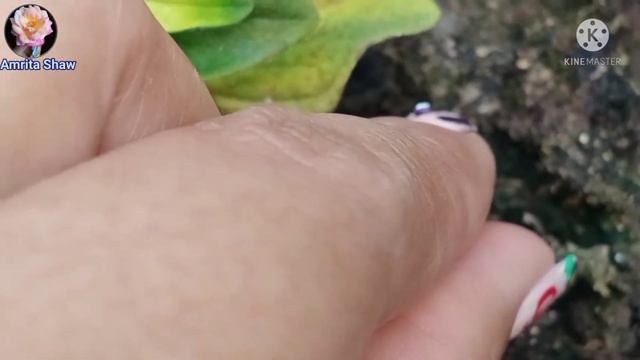 Portulaca Propagation For A Colourful Summer Garden / Best Summer Flowering Plant- 'Moss Rose'