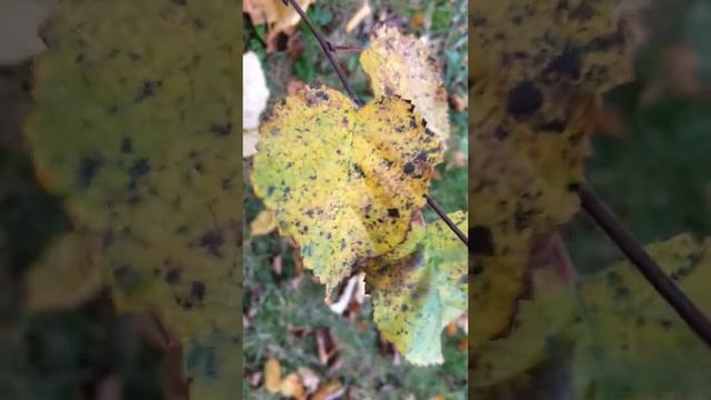 Downy Birch (Betula pubescens) - leaves - December 2017 смотреть онлайн