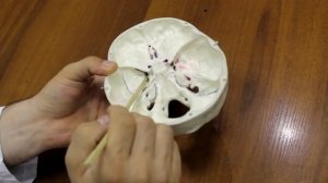 Анатомия основания черепа. Топография 12-и пар ЧМН. Anatomy of the base of the skull. Cranial nerve