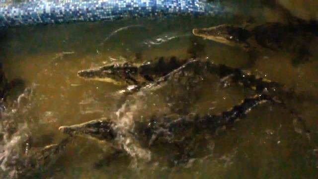 КАК ПРЫГАЮТ КРОКОДИЛЫ?! Кормление крокодилов! смотреть онлайн