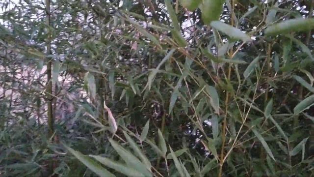Бамбук в открытом грунте смотреть онлайн