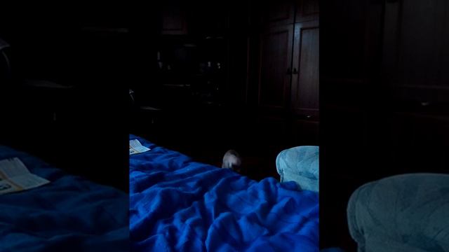 Кошка думает что она собака смотреть онлайн