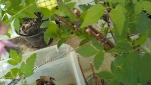 ЦВЕТУЩИЕ КНЯЖИКИ НА ПРОДАЖУ. 5 ИЮНЯ.