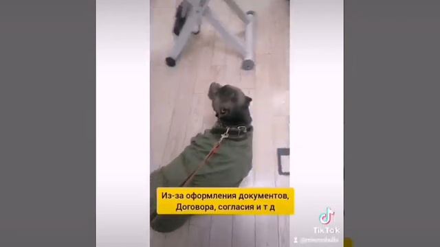 Роды американский булли, как все прошло, с чем мы столкнулись смотреть онлайн