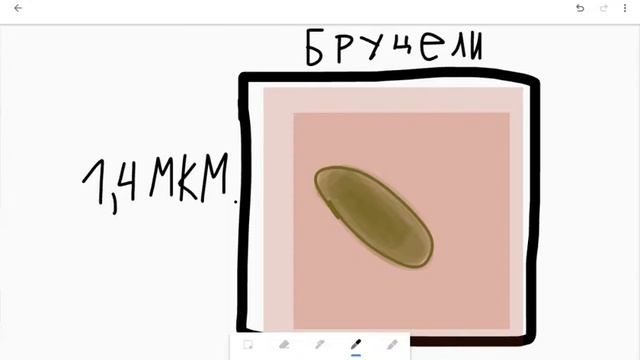 Бруцелы мыкробы ВОДА 1,4 МКМ. смотреть онлайн