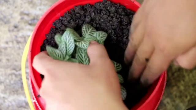 Fittonia Albivenis Plant Care Tips And Propagation Guide For Beginner смотреть онлайн