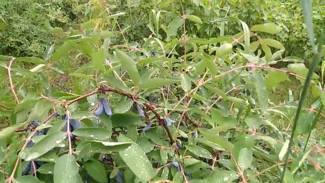 Жимолость - самая ранняя ягода Сибири смотреть онлайн