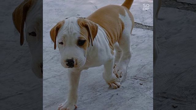 🤪 .... Bully kutta.....😀..... Indian mastiff смотреть онлайн