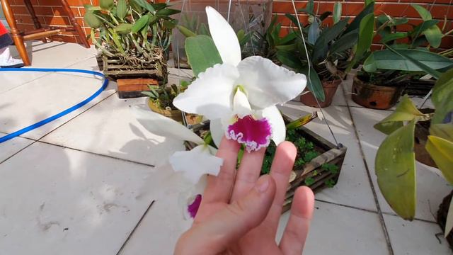 Cattleya labiata tipo смотреть онлайн