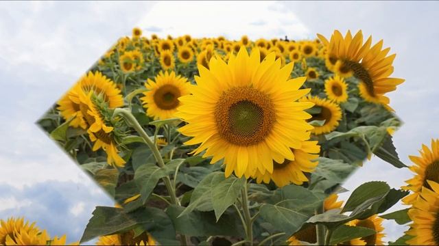 Подсолнуховый рай для хорошего настроения смотреть онлайн