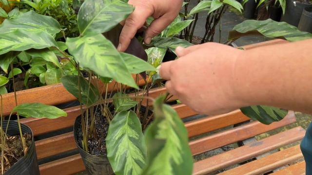 Calathea Albertii E Calathea Lietzei - Plantas Para Urban Jungle | Sítio E-Jardim