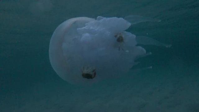 Крабы-плавунцы смотреть онлайн