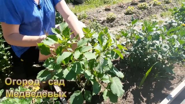Основной уход за георгинами, что я делаю для пышного цветения смотреть онлайн