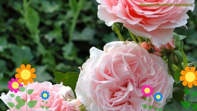 Роза грандифлора Луиз де Марийяк. Краткий обзор, описание grandiflora rose Louise De Marillac смотреть онлайн