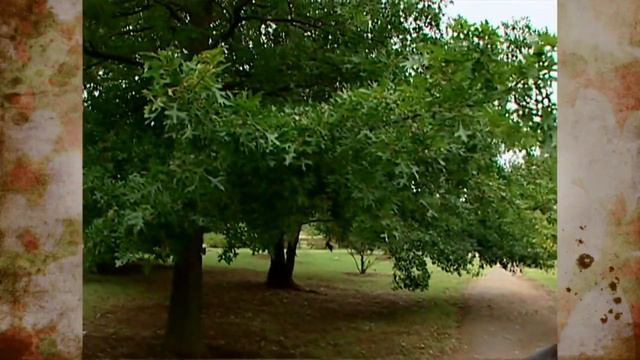 Less Desirable Trees смотреть онлайн