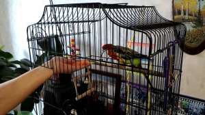 Приручение попугая Розелла.